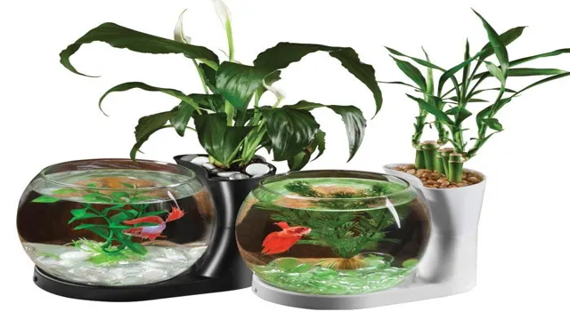 How to Care for Betta Aquarium Plants: A Beginner’s Guide to Plant Maintenance