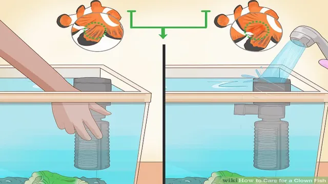 how to care for clown fish aquarium