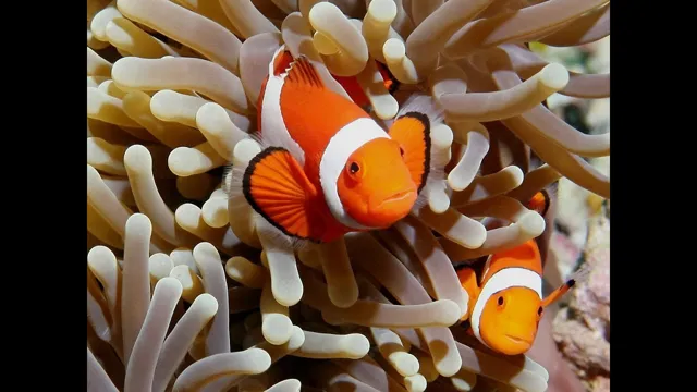 How to Care for Clown Fish Aquarium: Essential Tips and Tricks