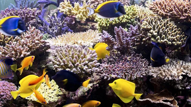 how to care for corals in the aquarium
