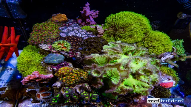 How to Care for Corals in the Aquarium: Tips and Tricks for a Healthy Reef