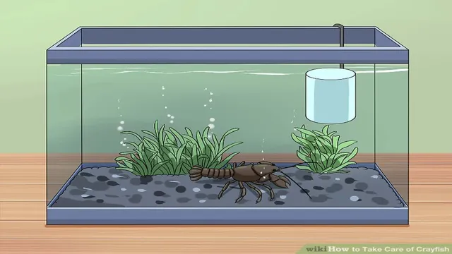 How to Care for Crayfish in Aquariums: Tips and Tricks for Optimal Maintenance