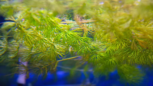 how to care for floating aquarium plants