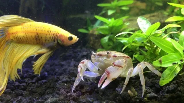 How to Care for Freshwater Aquarium Crabs: A Beginner’s Guide to Proper Crab Care