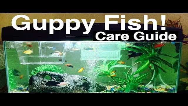 How to Care for Guppies Aquarium: The Ultimate Guide for Healthy and Beautiful Fish