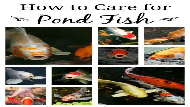 how to care for koi fish in aquarium