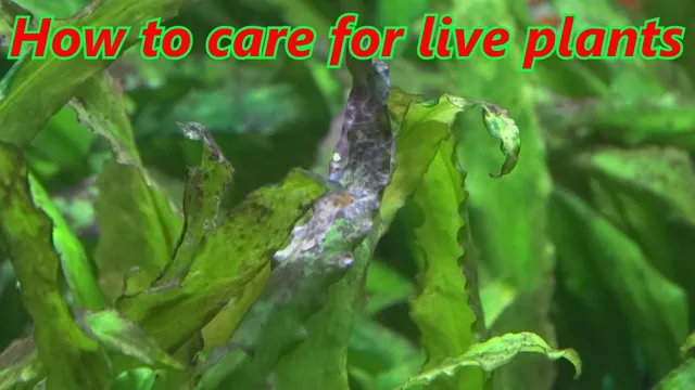 How to Care for Live Plants in Aquarium – Tips for Healthy Aquatic Plant Growth