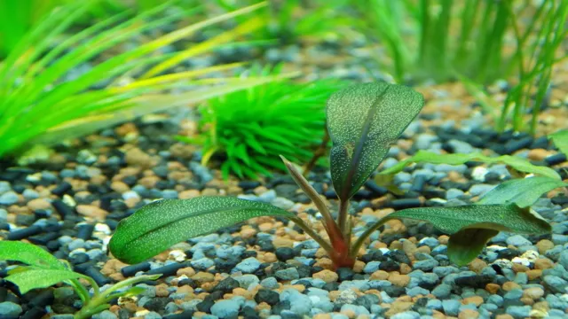 how to care for live plants in your aquarium