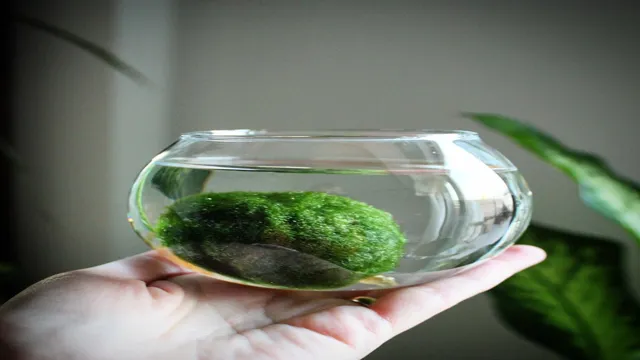 how to care for moss balls in the aquarium