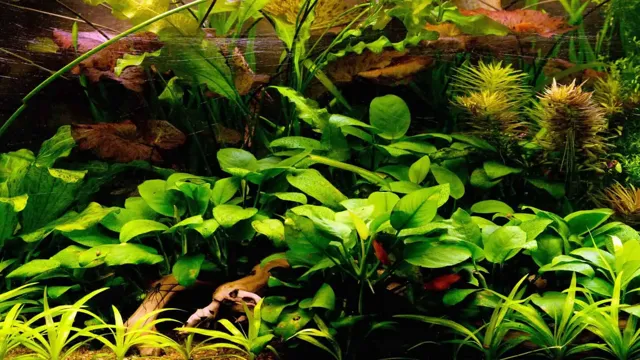 how to care for planted aquarium