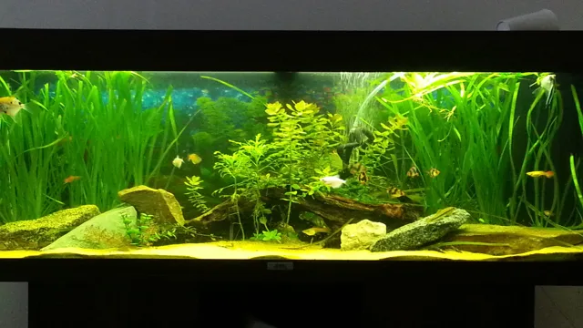 how to care for plants in aquarium