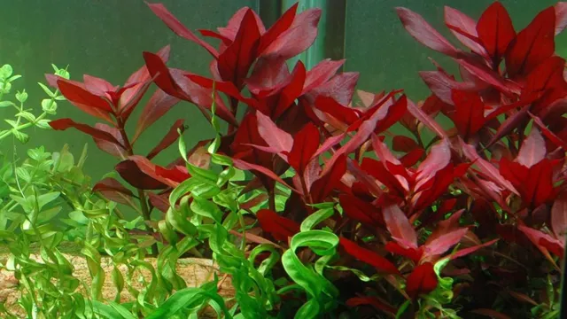 how to care for red aquarium plants