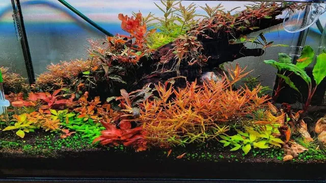 How to Care for Red Aquarium Plants: Top Tips for Vibrant Growth