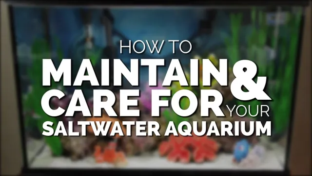 how to care for saltwater aquariums