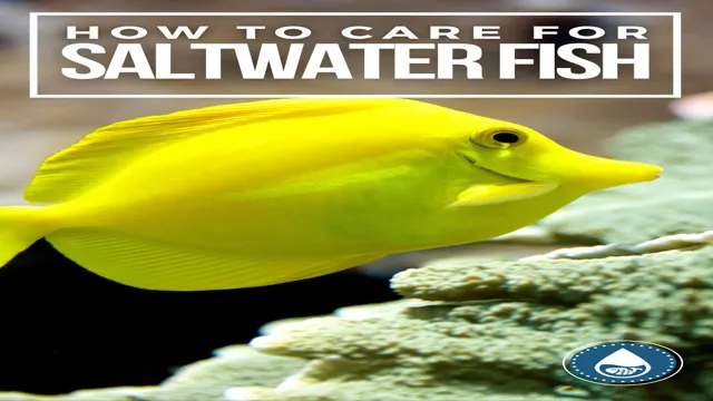 How to Care for Saltwater Aquariums: Top 10 Tips for Maintaining a Healthy Marine Environment