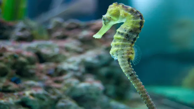 how to care for seahorses in an aquarium