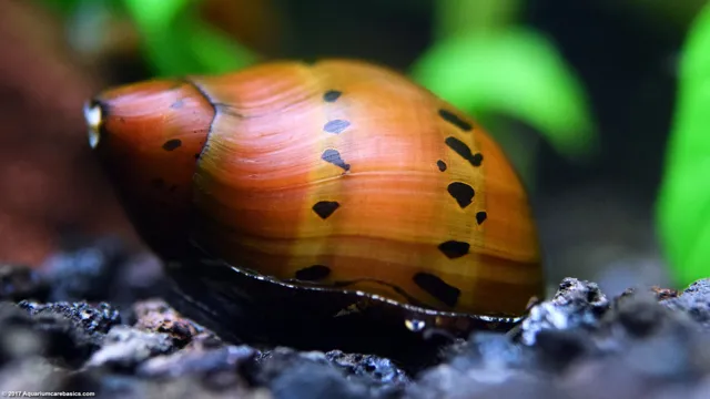 How to Care for Snails in a Freshwater Aquarium: Expert Tips for Happy and Healthy Gastropods