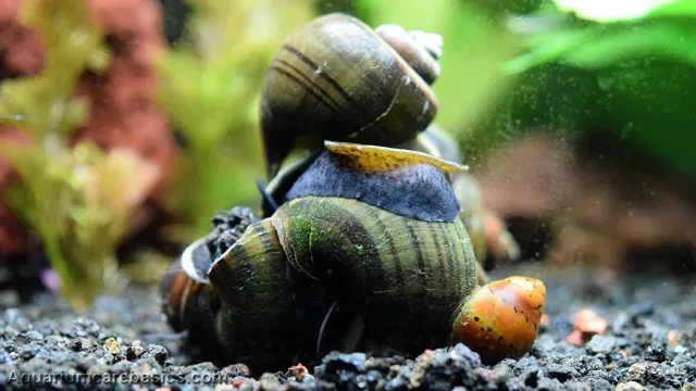 how to care for snails in an aquarium cuteness