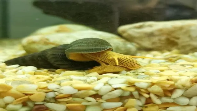 How to Care for Snails in an Aquarium Cuteness: Tips for a Happy and Healthy Snail Tank