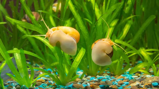 how to care for snails in aquarium