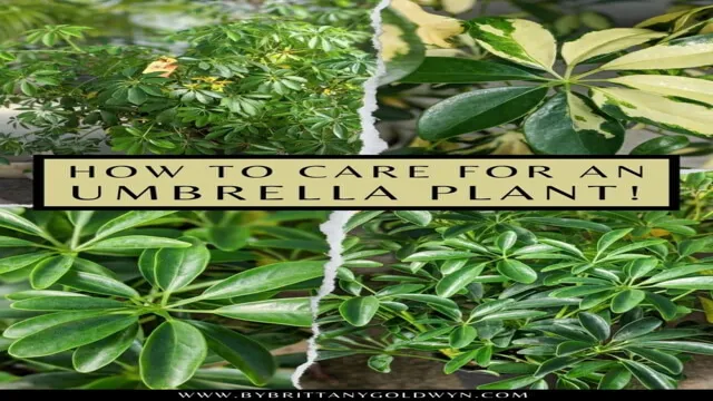 how to care for umbrella plant in aquarium