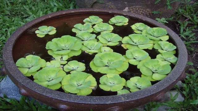 How to Care for Water Lettuce in Aquarium: Tips for Ensuring Optimal Growth and Health