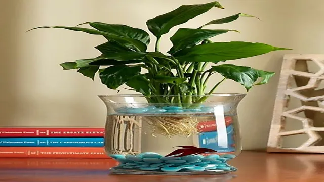 how to care for water plant aquarium