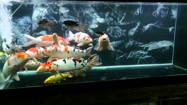 how to care koi fish in an aquarium