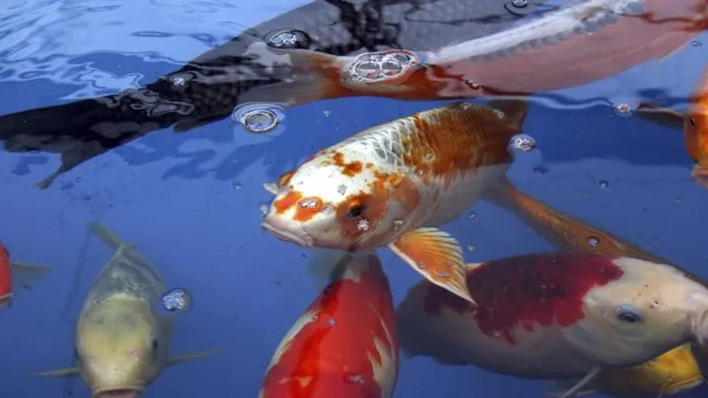 How to Care for Koi Fish in an Aquarium: Tips and Tricks for Beginners