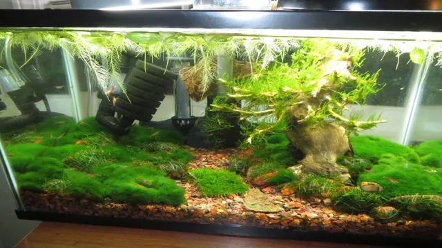 how to carpet aquarium with christmas moss