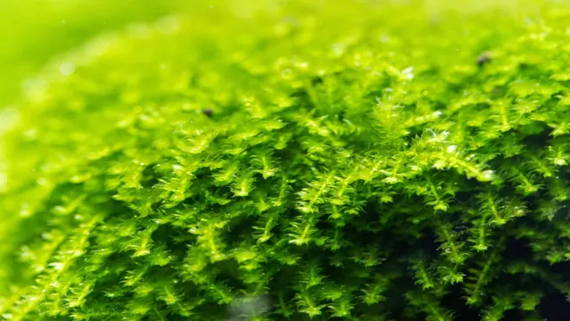 How to Carpet Aquarium with Christmas Moss: A Step-by-Step Guide for…