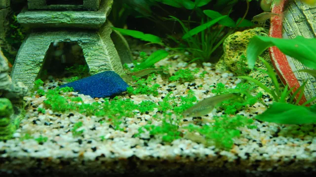 how to carpet aquarium