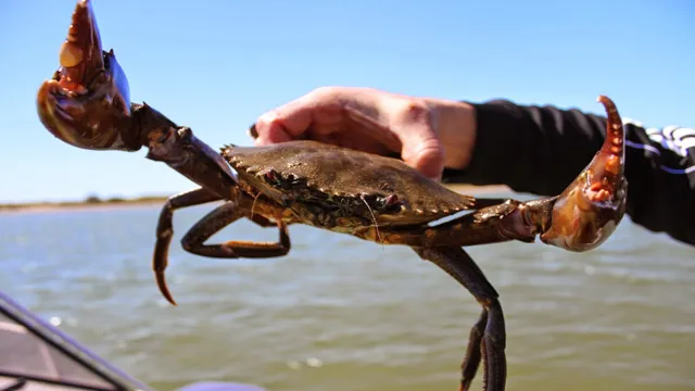 How to Catch a Crab in My Aquarium: Tips and Tricks for a Successful Crab Hunting Experience