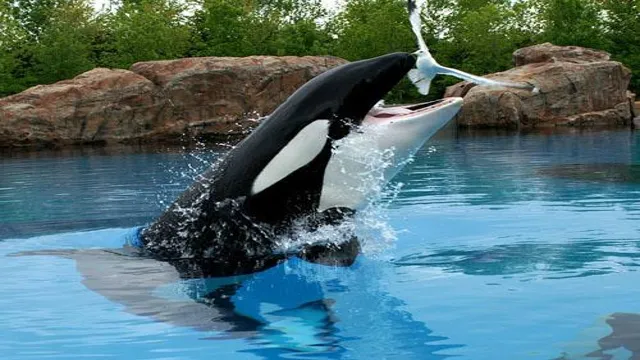 how to catch a dolphin and orcas for a aquarium
