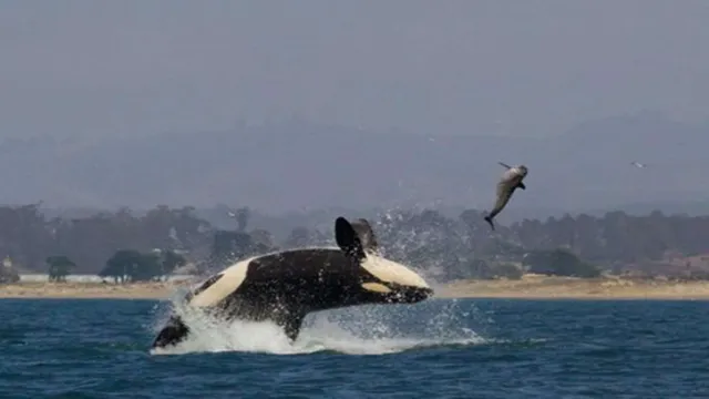 How to Catch a Dolphin and Orcas for a Aquarium: Expert Tips and Techniques