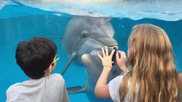 how to catch a dolphin for a aquarium