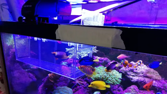 how to catch a fish in a reef aquarium
