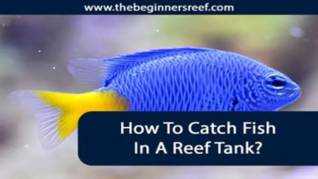 How to Catch a Fish in a Reef Aquarium: Tips and Tricks for Successful Netting