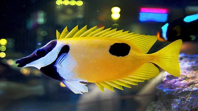how to catch a foxface fish in an aquarium