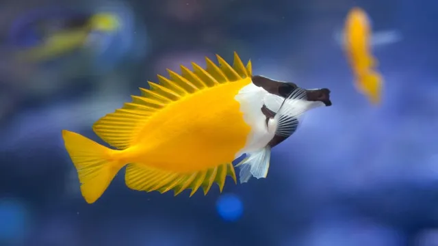 how to catch a foxface fish in an aquarium