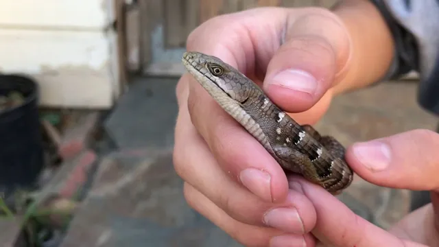 how to catch a lizard in aquarium
