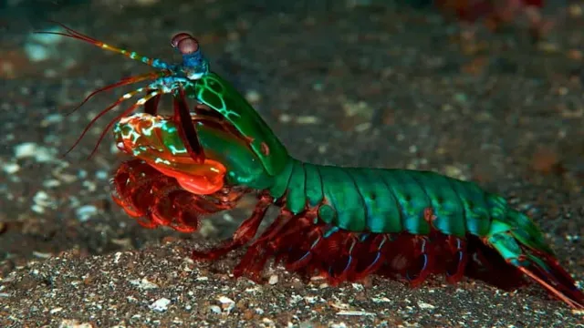 how to catch a mantis shrimp in aquarium