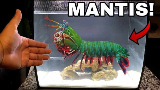 how to catch a mantis shrimp in your aquarium