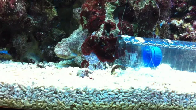 How to Catch a Mantis Shrimp in Your Aquarium: A Comprehensive Guide for Beginners