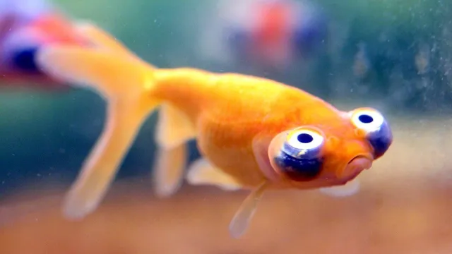 How to Catch a Sick Fish in My Aquarium: A Step-by-Step Guide to Ensuring Your Fish’s Health