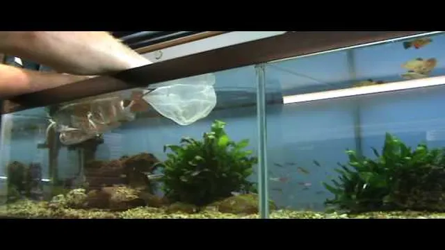 How to Catch a Small Fish in a Big Aquarium: A Step-by-Step Guide