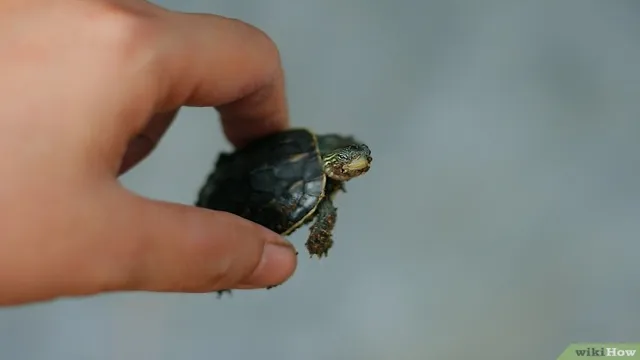 how to catch a turtle for aquarium