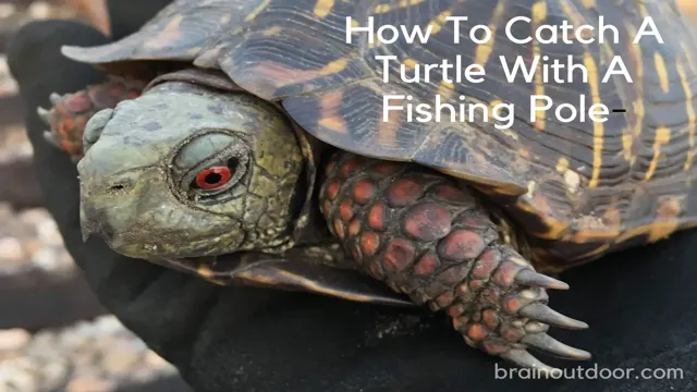 How to Catch a Turtle for Aquarium: The Ultimate Guide for Successful Turtle Collection