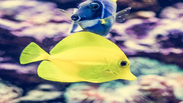 how to catch a yellow tang i aquarium