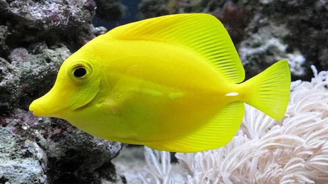 How to Catch a Yellow Tang in Aquarium: Tips and Techniques for Success